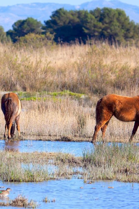 Parque Natural de S'Albufera